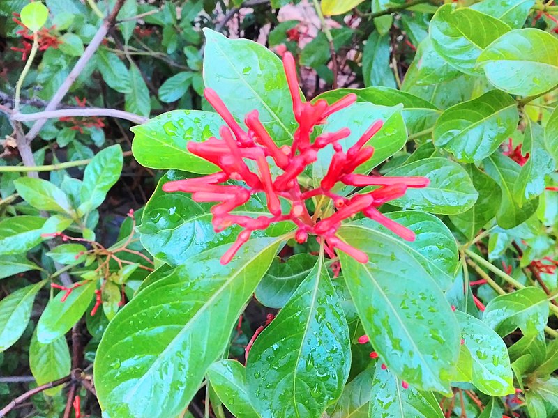 File:Red flower image 1.jpg