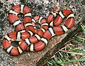 Image 26Innocuous milk snakes are often mistaken for coral snakes whose venom is deadly to humans. (from Snake)