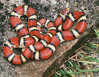 Une imitation inoffensive : la couleuvre faux-corail (Lampropeltis triangulum). C'est un exemple de mimétisme batésien.