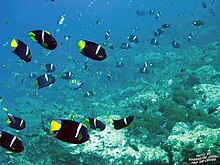 Reef fish at Lighthouse site