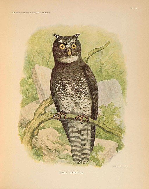 Remarques sur l'ornithologie de l'État indépendant du Congo (Pl. XI) (7164292588)