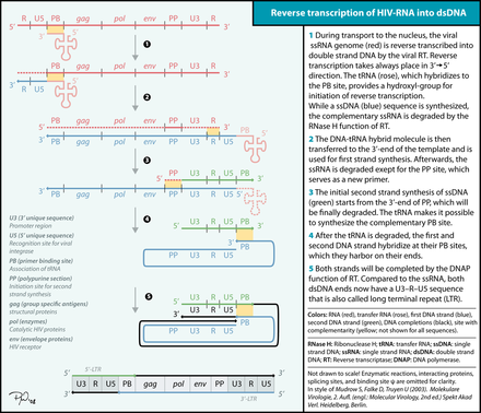 Reverse transcription of the HIV genome into double-stranded DNA