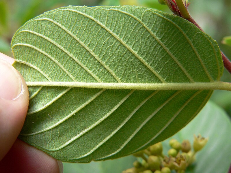 File:Rhamnus betulifolia var obovata 4.jpg