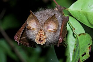 Trefoil horseshoe bat Species of bat