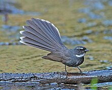 Rhipidura albicollis -Саттал, Уттараханд, Үндістан-8.jpg