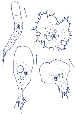 Rhizamoeba movement.png