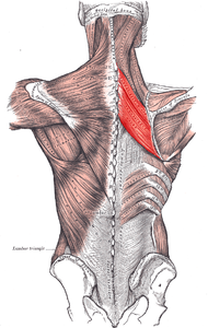 Rhomboidei.PNG