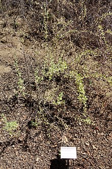 Ribes quercetorum - باغ UC دیویس - DSC03434.JPG