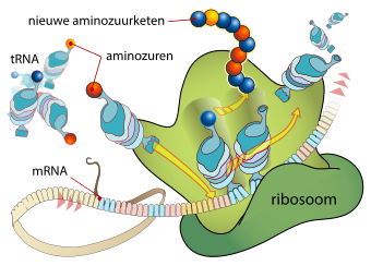 Biologie Translatie: Begin van translatie, RNA-codontabel, Prokaryoten