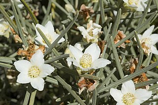 <i>Ricinocarpos gloria-medii</i> Species of shrub
