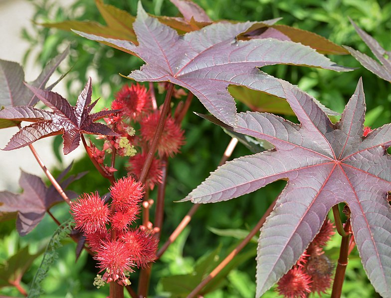 File:Ricinus communis (cultivars) 2040.jpg