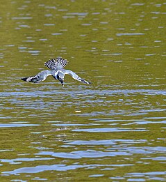 Female ringed kingfisher diving for prey Ringed Kingfisher (Megaceryle torquata) female diving for a piranha thrown in the water by our boatman ... (30908493913).jpg