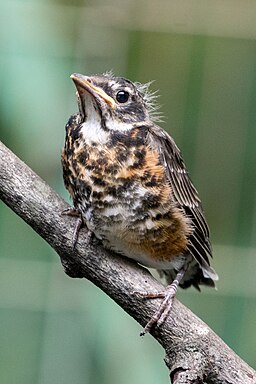 Robin fledgling (43399372152)