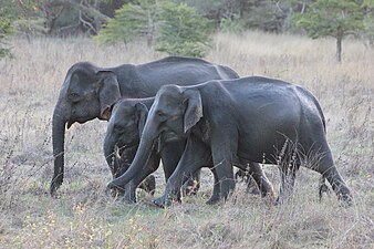 Sri Lankan elephant