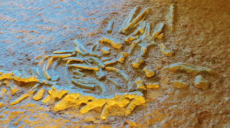 File:Romeosaurus fumanensis skeleton.JPG