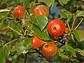 Rosaceae - Pyrus pyraster - Perastro.JPG