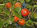 Pyrus piraster mevalari