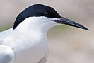 Roseate tern