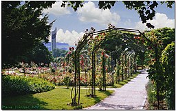 Rosengarten in Lörrach