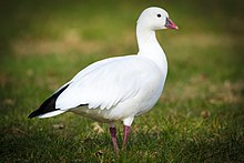 A mature white goose standing tall in green grass