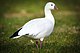 Ross's Goose (Chen rossii) (23108182770).jpg