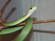 Rough Green Snake 0589.jpg