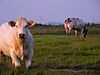 Cattle in the Drowned Land of Saeftinghe.