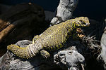 Miniatura para Uromastyx geyri