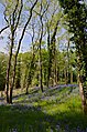 * Nomination Undergrowth with common bluebells, near road D 4, Saint-Romain, Vienne, France. --JLPC 17:01, 7 May 2014 (UTC) * Promotion  Support Good quality. --XRay 17:10, 7 May 2014 (UTC)