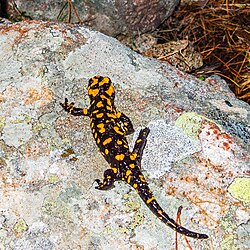 Salamandra corsica, Evisa, Corsica.jpg