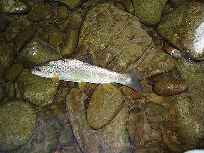 Slika:Salmo trutta in Reka.jpg