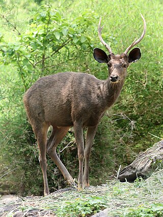 <i>Rusa</i> (genus) Genus of mammals belonging to the deer family