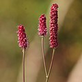 Sanguisorba x takahashihideoi