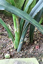 Miniatura para Sansevieria metallica