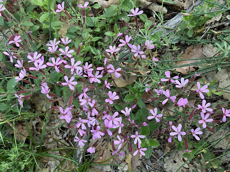 File:Saponaria ocymoides (Caryophyllaceae) (28212566118).jpg