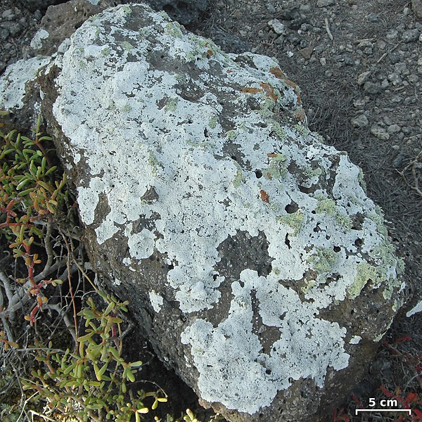 File:Saxicolous lichens - Flickr - pellaea (1).jpg