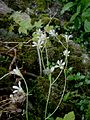 Saxifraga granulata