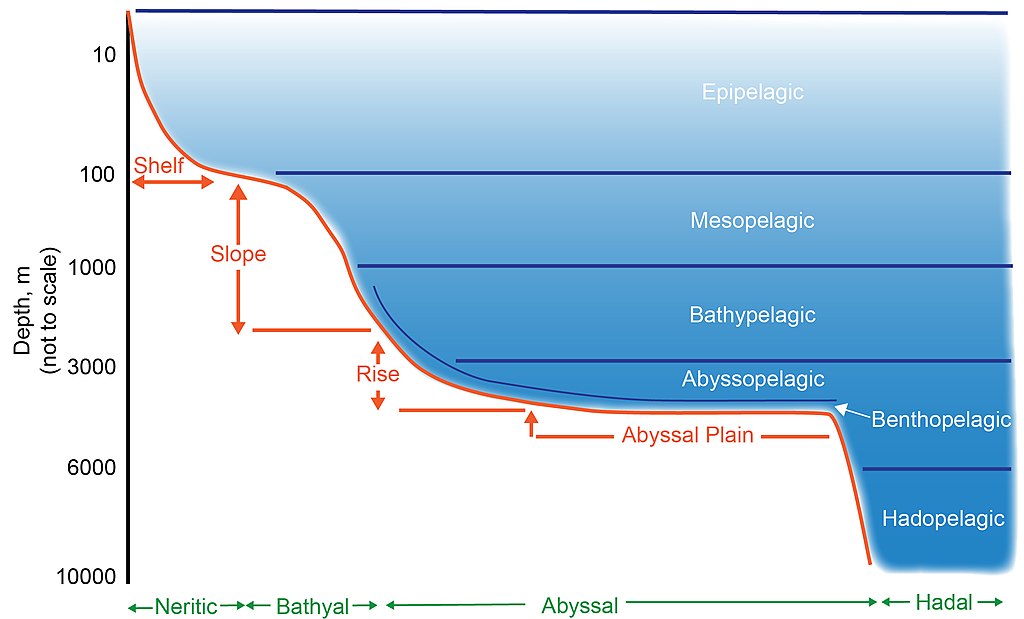File:Schematic representation of pelagic and benthic zones.jpg
