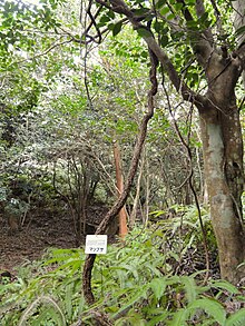 Schisandra repanda - Miyajima tabiiy botanika bog'i - DSC02383.JPG