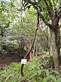 Schisandra repanda - Miyajima Natural Botanical Garden - DSC02383.JPG