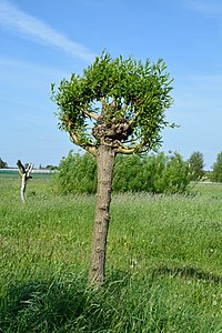 Schleswig-Holstein, Haseldorf, Naturerlebnisraum Elbmarschenhaus NIK 4111.JPG