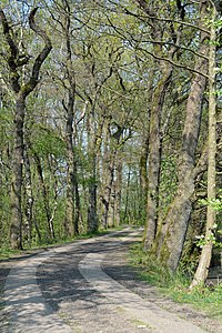 Schleswig-Holstein, Kreis Steinburg, Lohmühlenteich NIK 5080.JPG