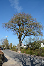 Schleswig-Holstein, Tornesch, natural monument 12-04 NIK 2269.JPG