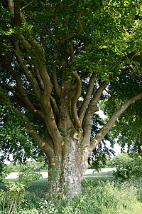 Schleswig-Holstein, Warringholz, Naturdenkmal NIK 6608.JPG