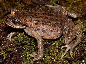 Beschrijving van de afbeelding Scutiger_spinosus_adult_female.jpg.