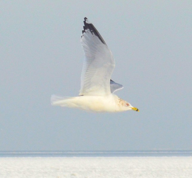 File:Seagull over a frozen Lake Erie (8421608880).jpg