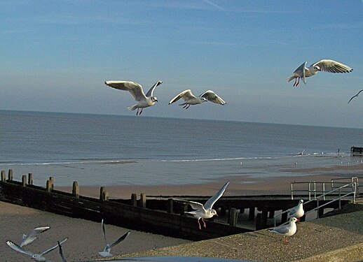 Seagulls at Walcott, Norfolk, UK