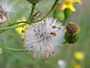 Bezemkruiskruid (Senecio inaequidens)