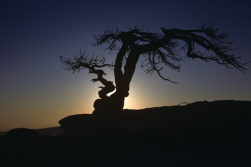 File:Sentinel Dome tree 2.jpg