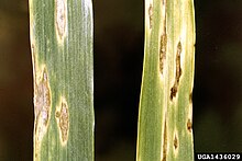 The fungus Septoria tritici can cause wheat diseases. Septoria tritici 1436029.jpg